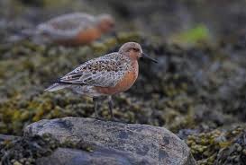 Attēlu rezultāti vaicājumam “Calidris canutus adult”