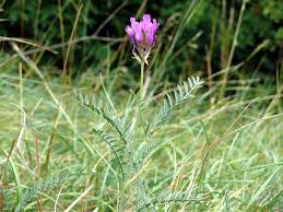 Attēlu rezultāti vaicājumam “Astragalus danicus leaf”