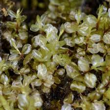 Attēlu rezultāti vaicājumam “Cinclidium stygium”