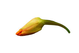 Attēlu rezultāti vaicājumam “Tropaeolum majus bud”