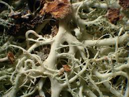 Attēlu rezultāti vaicājumam “Licea pusilla macro”