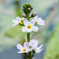 Attēlu rezultāti vaicājumam “Hottonia palustris flower”