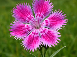 Attēlu rezultāti vaicājumam “Caryophyllaceae”