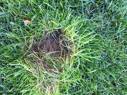 Attēlu rezultāti vaicājumam “Poa trivialis”