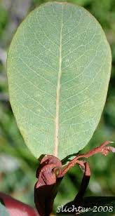 Attēlu rezultāti vaicājumam “Salix myrtilloides leaf”