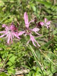 Image result for Lychnis flos-cuculi