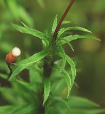 Attēlu rezultāti vaicājumam “Pogonatum dentatum”