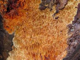 Attēlu rezultāti vaicājumam “Pycnoporellus alboluteus”