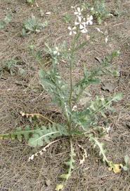 Attēlu rezultāti vaicājumam “Raphanus raphanistrum”