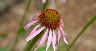 Image result for Echinacea angustifolia