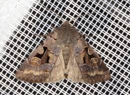 Attēlu rezultāti vaicājumam “Orthosia gothica”