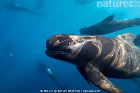 Image result for Globicephala melas