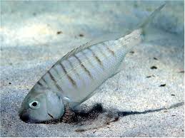 Image result for Lithognathus mormyrus