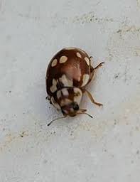 Attēlu rezultāti vaicājumam “Myrrha octodecimguttata”