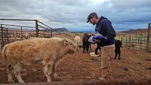 Image result for Braveheart Fencing