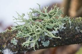 Attēlu rezultāti vaicājumam “Evernia mesomorpha”