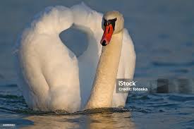 Image result for Cygnus olor