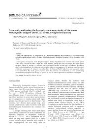 Attēlu rezultāti vaicājumam “Herzogiella seligeri sporophyte”