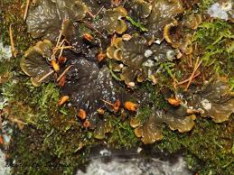 Attēlu rezultāti vaicājumam “Peltigera polydactylon”