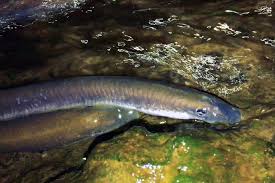 Image result for Lampetra fluviatilis