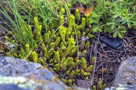 Attēlu rezultāti vaicājumam “Sedum acre leaf”