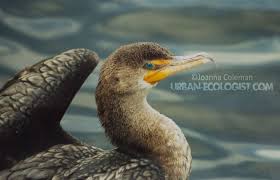 Image result for Phalacrocorax auritus