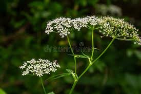 Image result for Chaerophyllum aureum