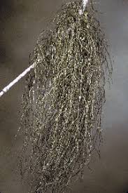 Attēlu rezultāti vaicājumam “Bryoria capillaris”