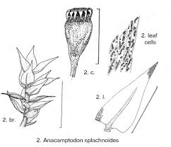Attēlu rezultāti vaicājumam “Anomodon viticulosus sporophyte”