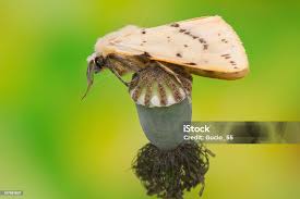 Attēlu rezultāti vaicājumam “Spilosoma lutea”