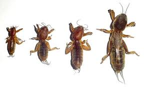 Attēlu rezultāti vaicājumam “Gryllotalpa gryllotalpa”