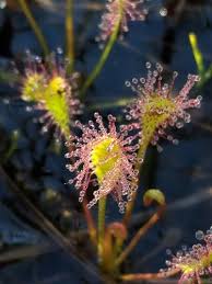 Attēlu rezultāti vaicājumam “Droseraceae”