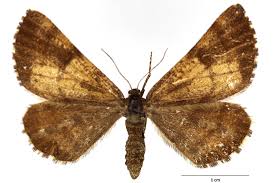 Attēlu rezultāti vaicājumam “Bupalus piniaria”