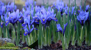 Attēlu rezultāti vaicājumam “Iris reticulata”