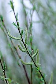 Attēlu rezultāti vaicājumam “Salix purpurea”