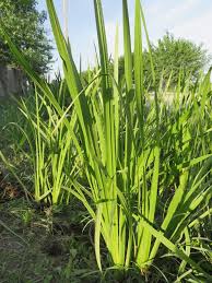 Attēlu rezultāti vaicājumam “Acoraceae”