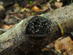 Attēlu rezultāti vaicājumam “Hyalorbilia inflatula”