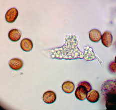 Attēlu rezultāti vaicājumam “Fuligo luteonitens”