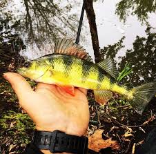 Image result for Perca flavescens