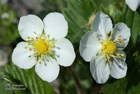 Attēlu rezultāti vaicājumam “Fragaria viridis”