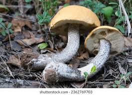 Attēlu rezultāti vaicājumam “Leccinum versipelle”