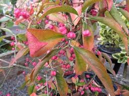 Attēlu rezultāti vaicājumam “Euonymus europaeus”