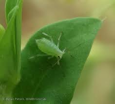 Attēlu rezultāti vaicājumam “Acyrthosiphon”