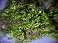 Attēlu rezultāti vaicājumam “Taxiphyllum wissgrillii”