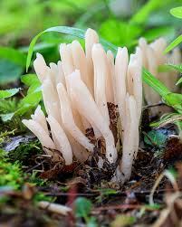 Attēlu rezultāti vaicājumam “Clavaria fumosa”