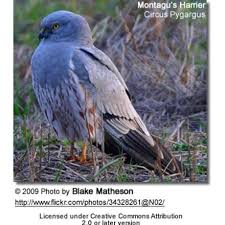 Attēlu rezultāti vaicājumam “Circus pygargus adult”