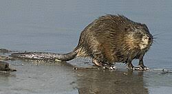 Attēlu rezultāti vaicājumam “Ondatra zibethicus”