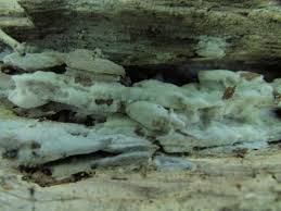 Attēlu rezultāti vaicājumam “Ceriporia”