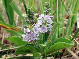 Image result for Veronica officinalis