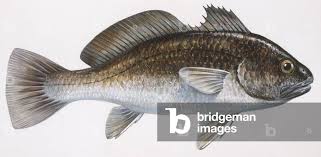 Image result for Sciaena umbra